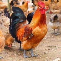 純種紅玉雞活體一斤九斤紅雞大種肉雞苗紅公雞活苗脫溫小雞大公雞